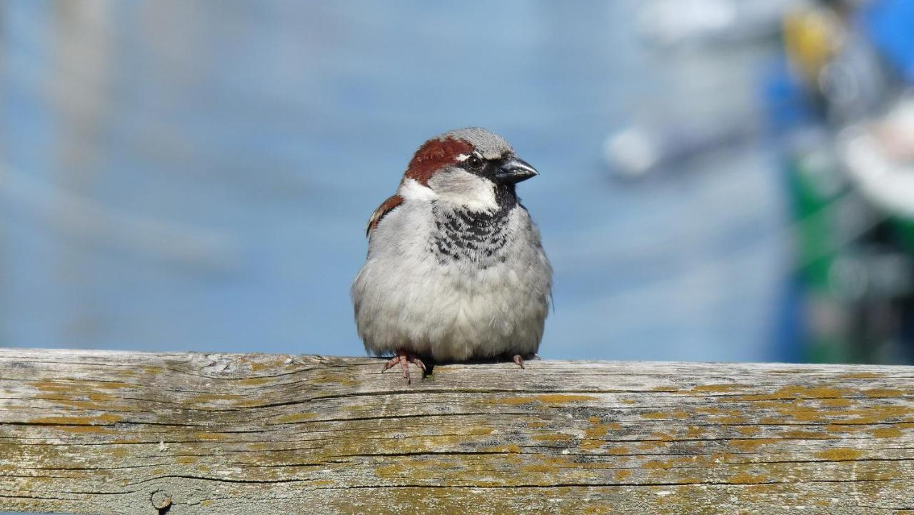Ferienwohnung Roth Am Naturschutzgebiet Bodensee Eriskircher Ried Eksteriør bilde